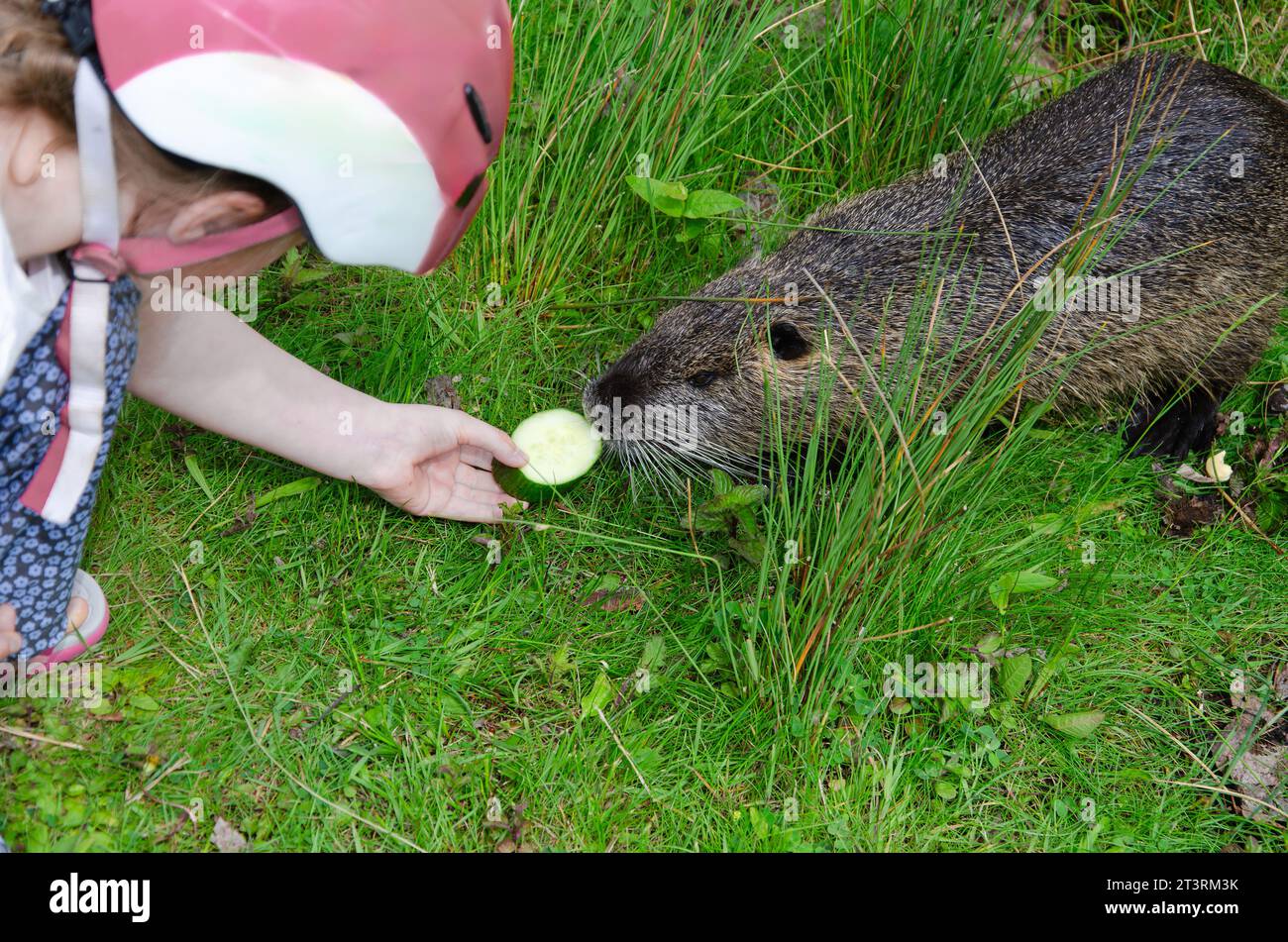 Das kleine Mädchen füttert einen schwarzen Biber, eine Ratte oder Nutria. Das Kind trägt einen Fahrradhelm. Nutria, die auf grünem Gras sitzen Stockfoto