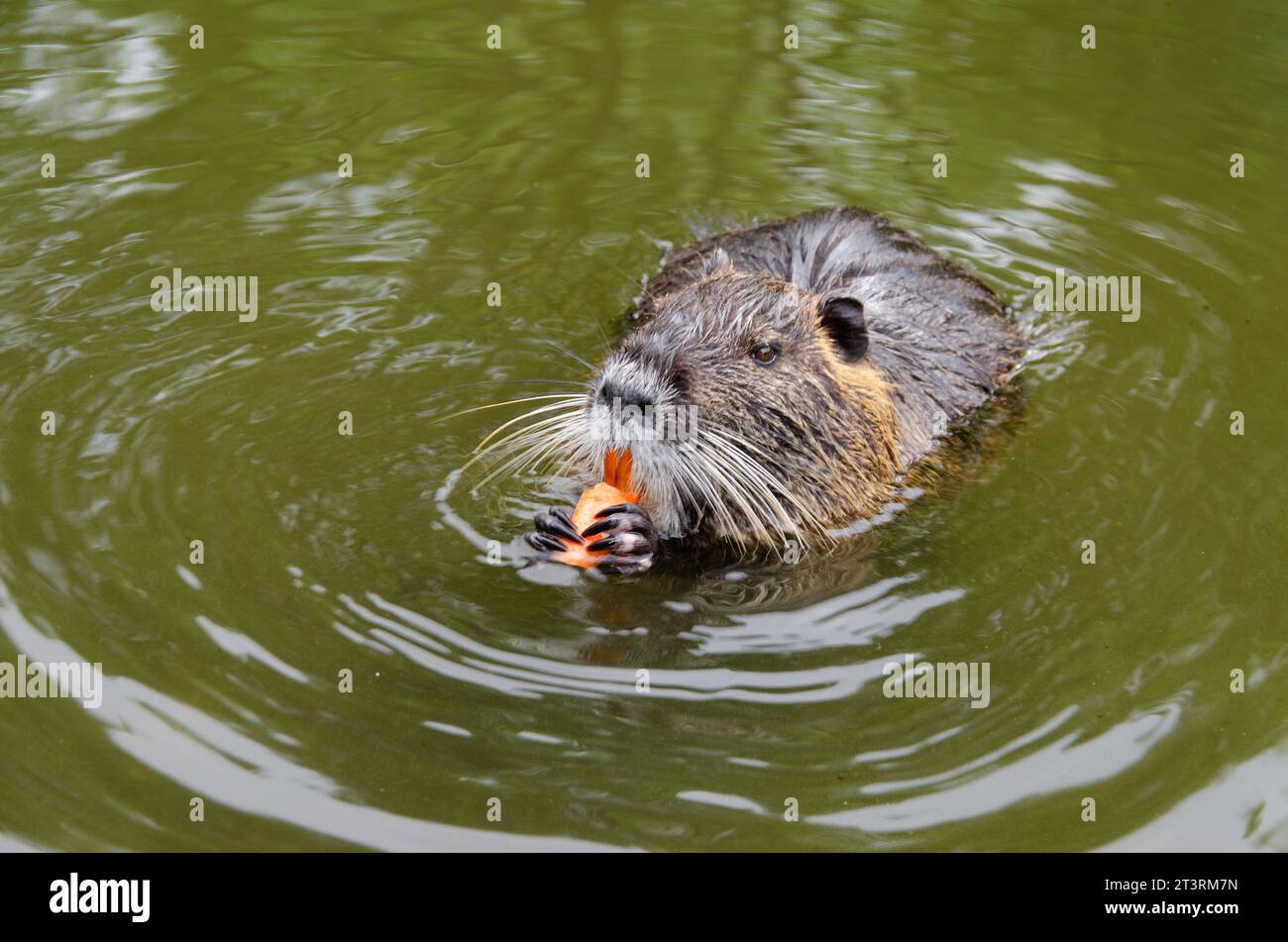 Nutria, oder Wasserratte, ernährt sich von Karotten und schwimmt im Wasser. Das Tier hält die Karotten mit seinen Pfoten mit langen Klauen. Gelbe Zähne sind sichtbar. Wasser ist Stockfoto