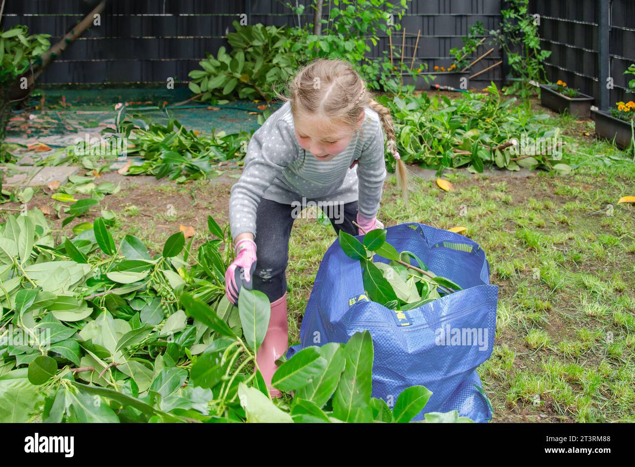Das Mädchen räumt abgeschnittene Äste auf. Das Mädchen trägt einen grauen Pullover, rosa Gummistiefel und rosa Sicherheitshandschuhe. Sie ist 5 Jahre alt. Der schwarze Zaun ist im Hintergrund Stockfoto