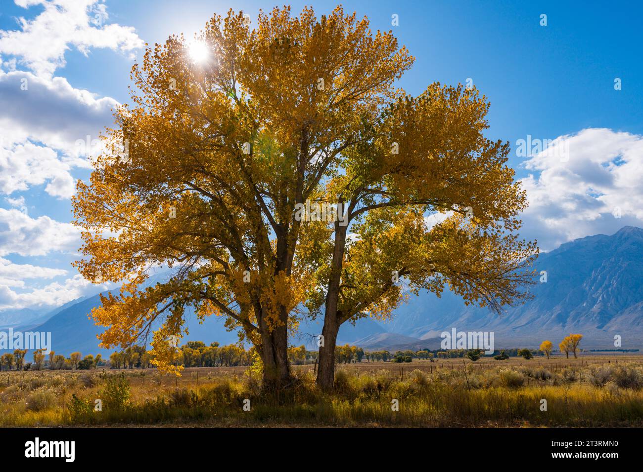 Im Owens Valley außerhalb von Bishop California werden große Pappelbäume in ihre herbstgelben Farben verwandelt. Rundes Tal, blauer Himmel, sc Stockfoto