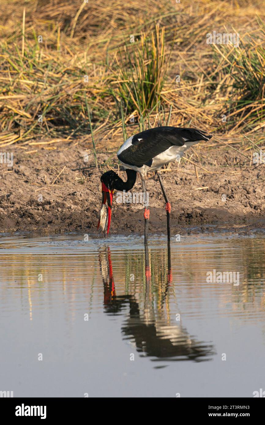 Angelmöglichkeit von Sattelschnabelstorch (Ephippiorhynchus senegalensis) in einem Wasserloch im Okavango-Delta, Botswana. Stockfoto