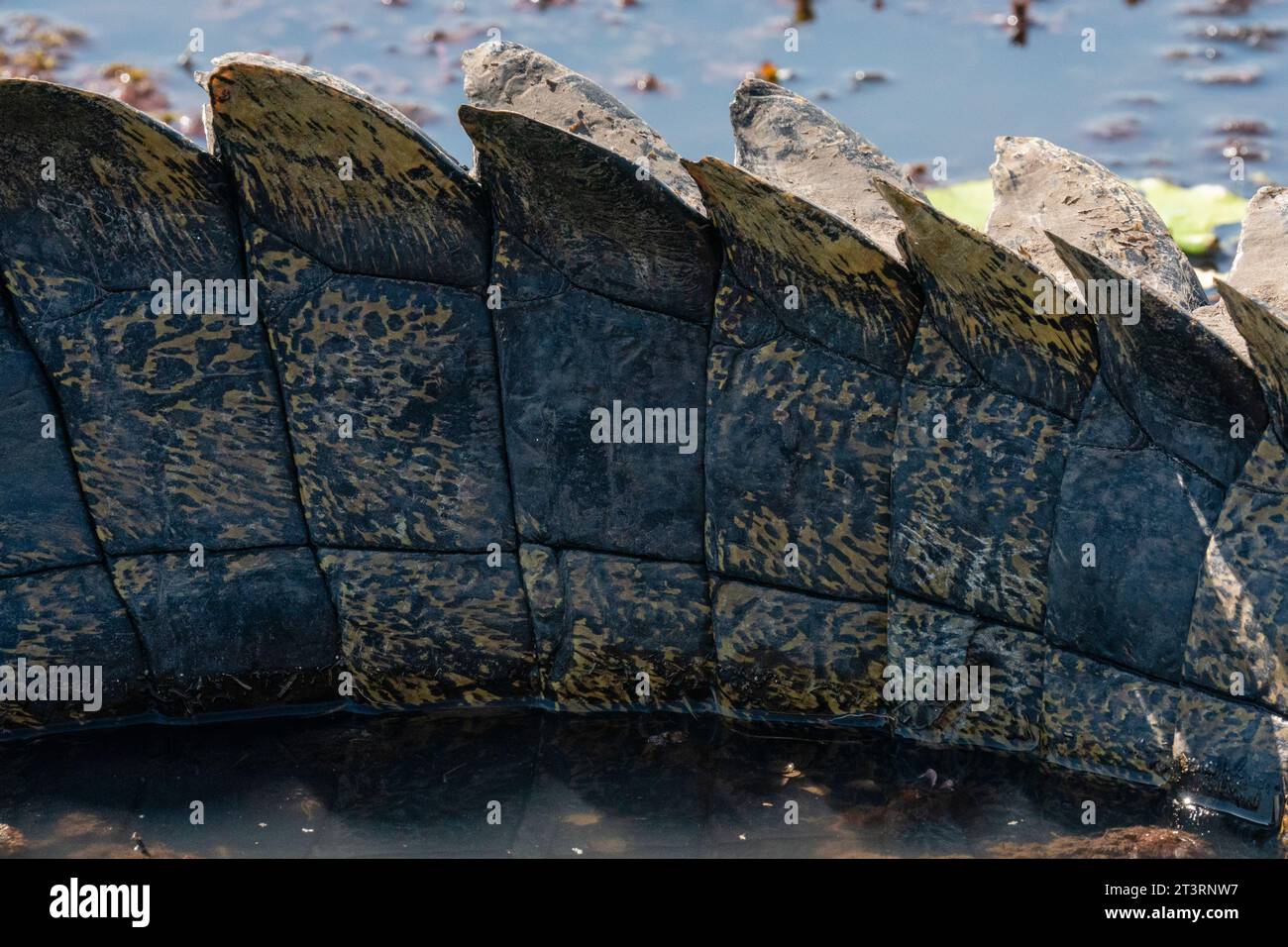 Detail eines Nil-Krokodils (Crocodylus niloticus) im Fluss Chobe, Chobe National Park, Botswana. Stockfoto