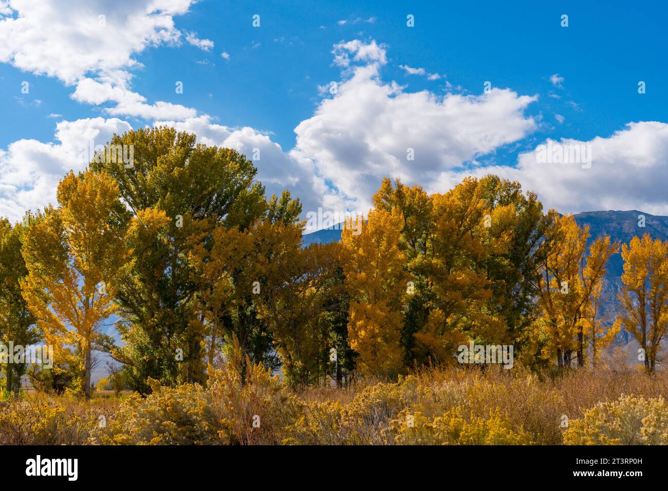 Im Owens Valley außerhalb von Bishop California werden große Pappelbäume in ihre herbstgelben Farben verwandelt. Rundes Tal, blauer Himmel, sc Stockfoto