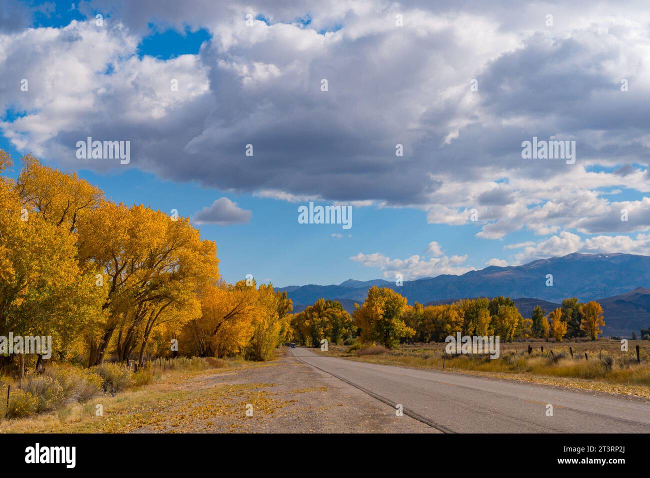 Im Owens Valley außerhalb von Bishop California werden große Pappelbäume in ihre herbstgelben Farben verwandelt. Rundes Tal, blauer Himmel, sc Stockfoto