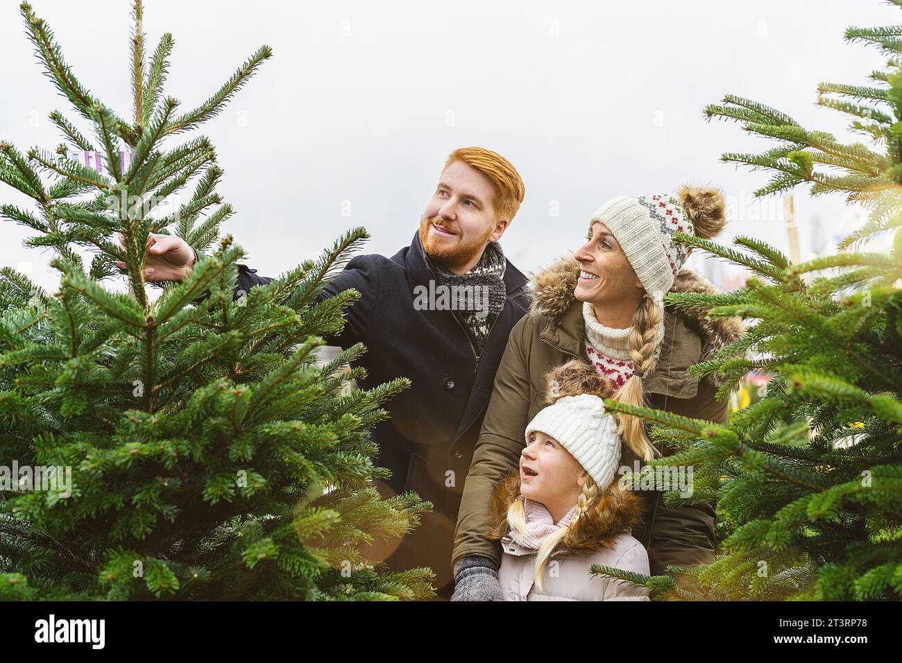 Die Familie wählt einen Weihnachtsbaum auf dem Markt und nimmt ihn für die Weihnachtsfeier mit nach Hause Stockfoto