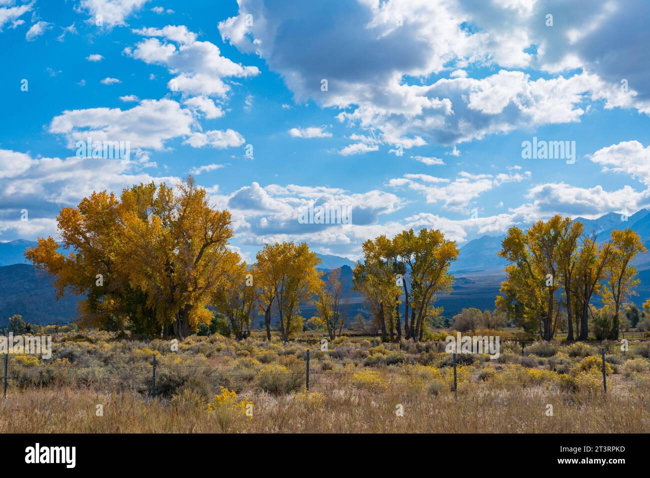 Im Owens Valley außerhalb von Bishop California werden große Pappelbäume in ihre herbstgelben Farben verwandelt. Rundes Tal, blauer Himmel, sc Stockfoto