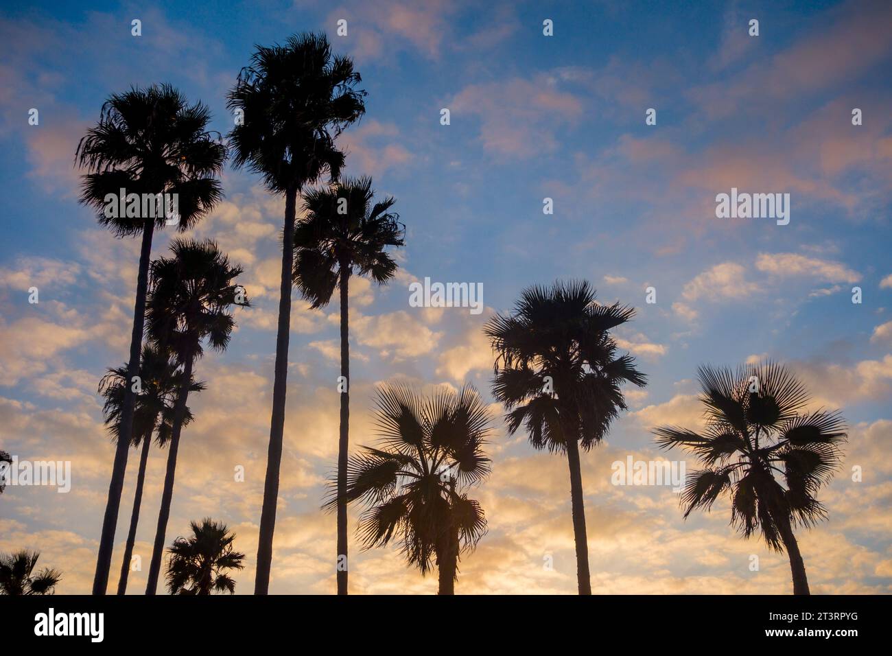 Palmensilhouetten in Venice Beach, CA. Verstreute Wolken und ein orangener Sonnenuntergang über dem pazifik in Los Angeles. Stockfoto