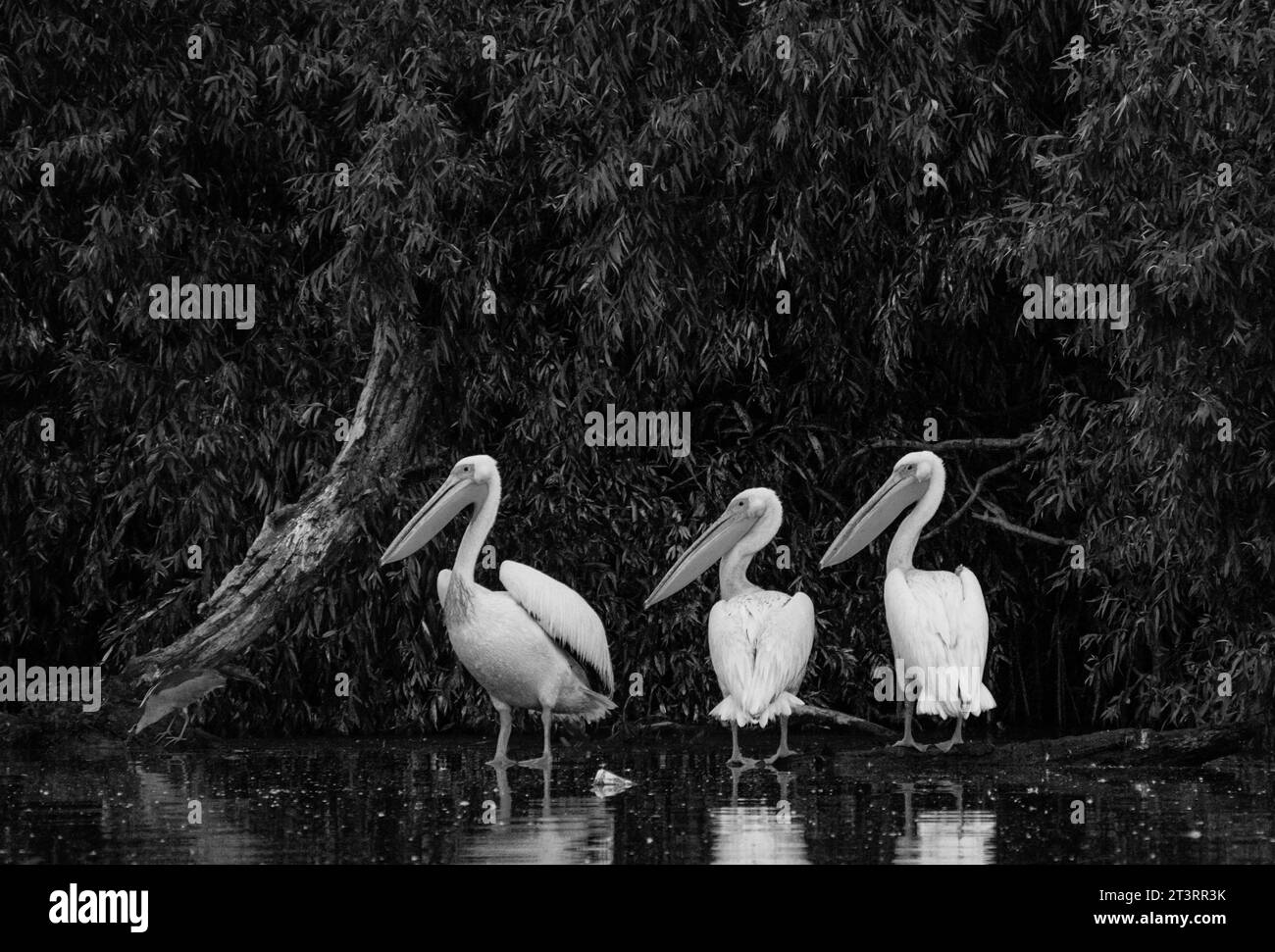 pelicaner stehen auf einem Ast im Donaudelta Stockfoto
