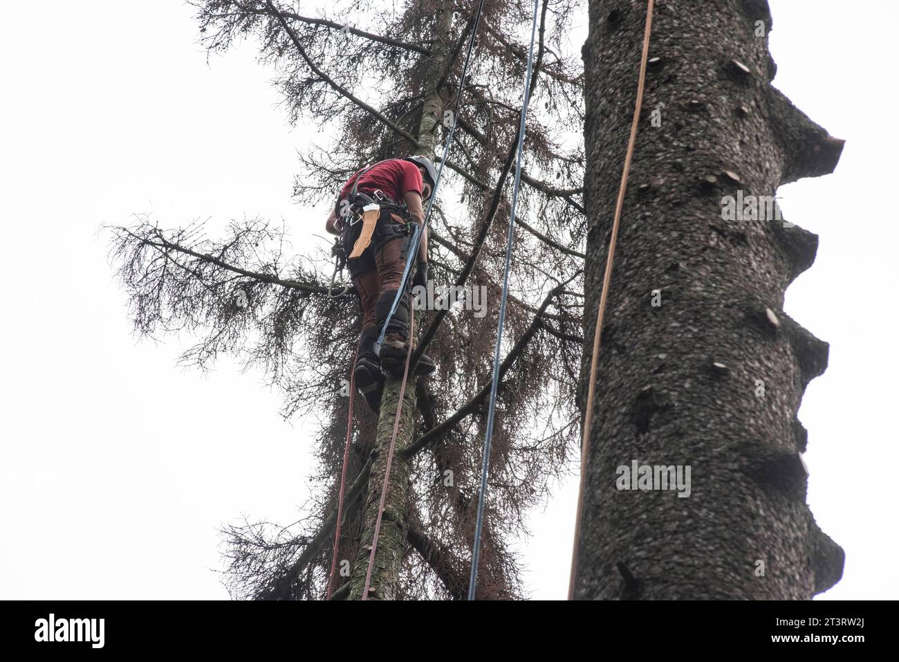 Aborist Arbeitet In Der Höhe Während Der Baumpflege Und Baumschnitt Aborist Arbeitet In Der Höhe Während Der Baumpflege Credit: Imago/Alamy Live News Stockfoto