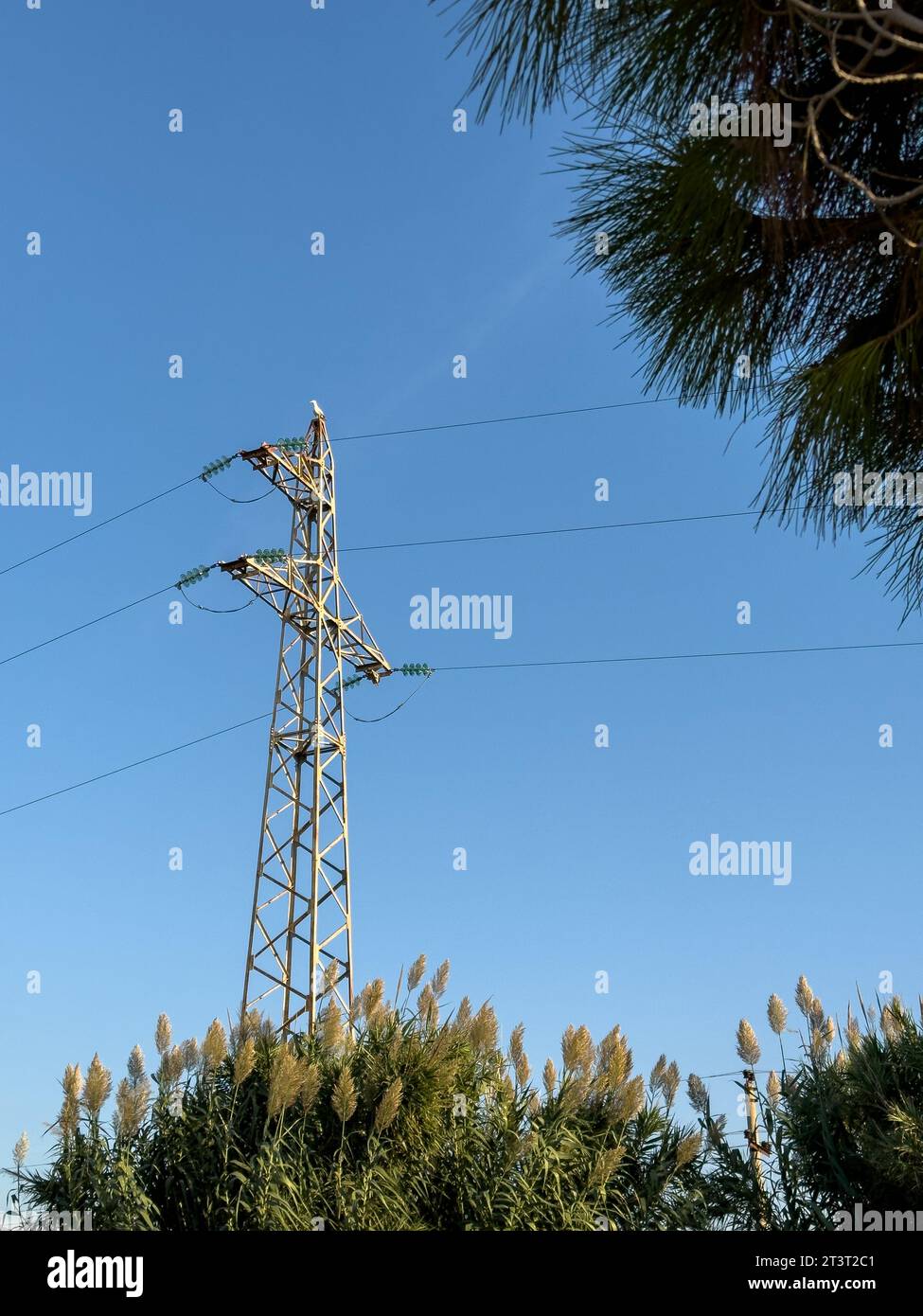 Freileitungsmast, Hochspannungspylon auf einer Wiese mit einem Büsch aus Riesenrohrrohr oder Wildstock an sonnigen Sommertagen, in der Nähe von Oricum, Albanien Stockfoto
