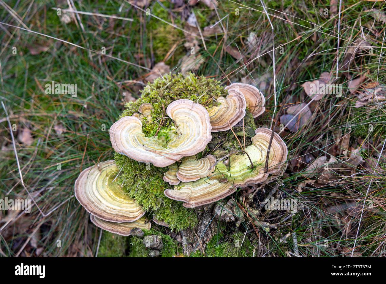 Polyporen; Truthahnschwanz (Trametes versicolor), der sich von Holz ernährt und auf einem Baumstamm in einem Wald wächst Stockfoto