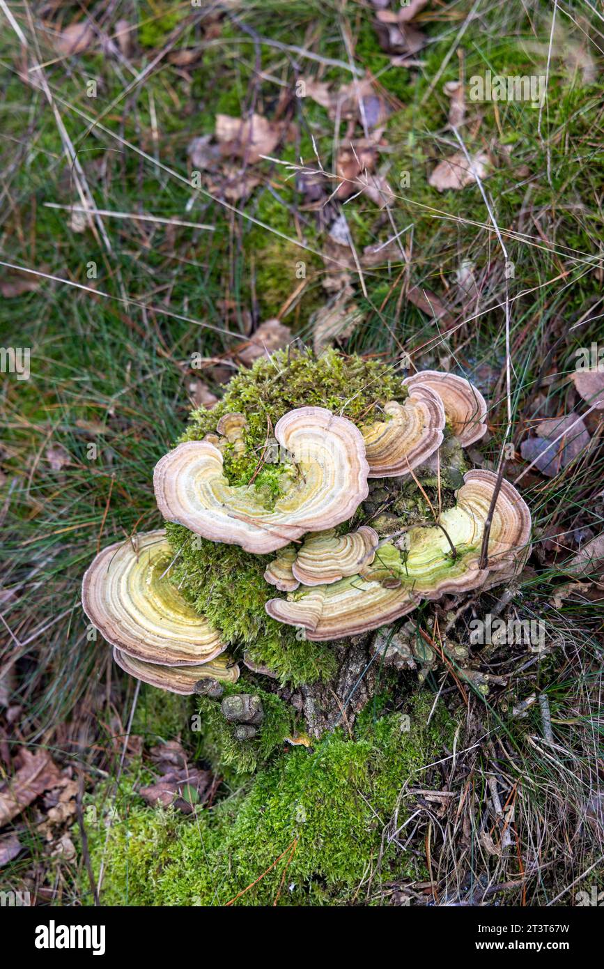 Polyporen; Truthahnschwanz (Trametes versicolor), der sich von Holz ernährt und auf einem Baumstamm in einem Wald wächst Stockfoto