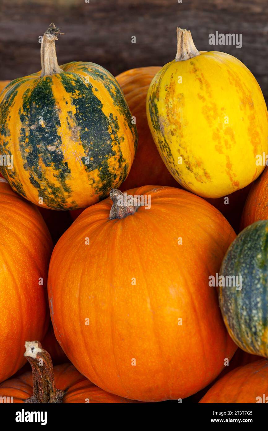 Mehrere bunte Kürbisse. Vertikales Foto. Nahaufnahme. Stockfoto