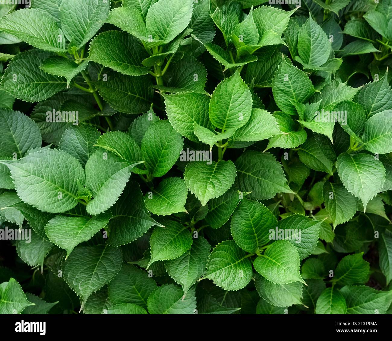 Gefüllter Hintergrund von üppig grünen Blättern von Hortensie Pflanze während der Spätsommer Saison Stockfoto