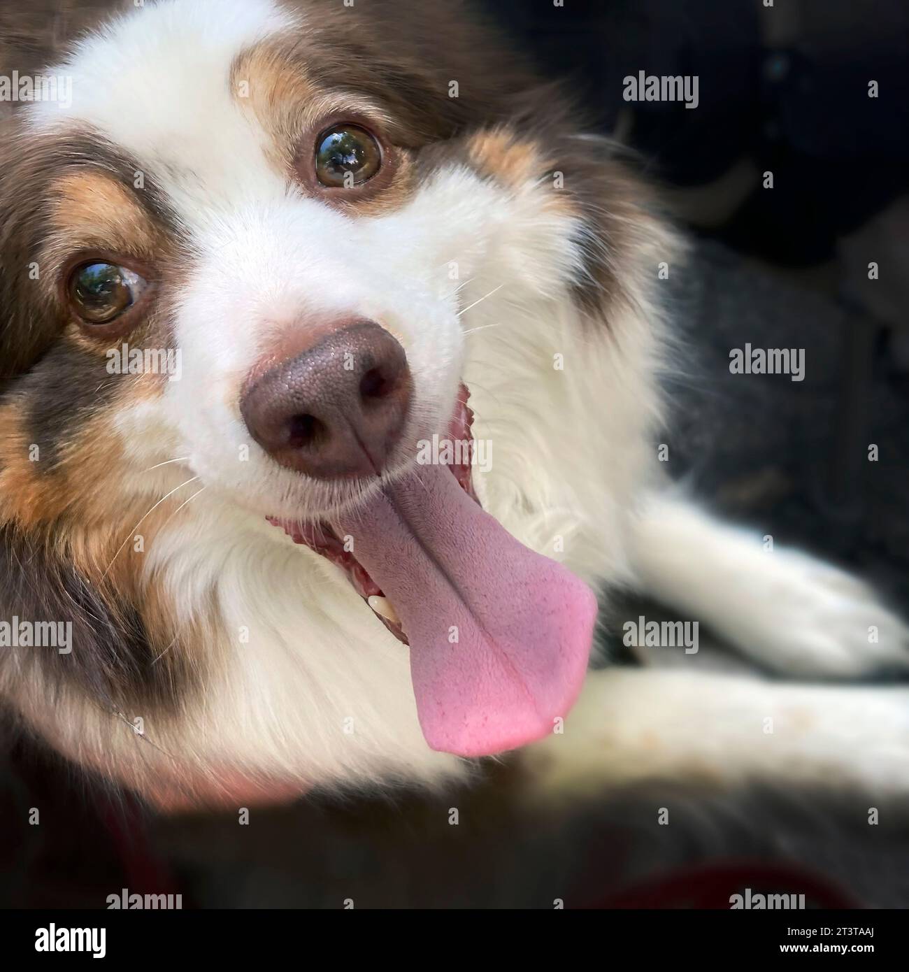 Australischer Schäferhund mit ausgezogener Zunge Stockfoto