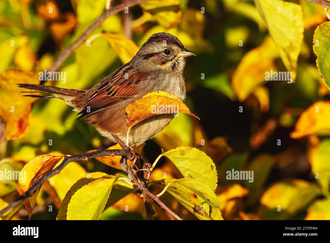 Sumpfsparrow während Herbstwanderung Stockfoto