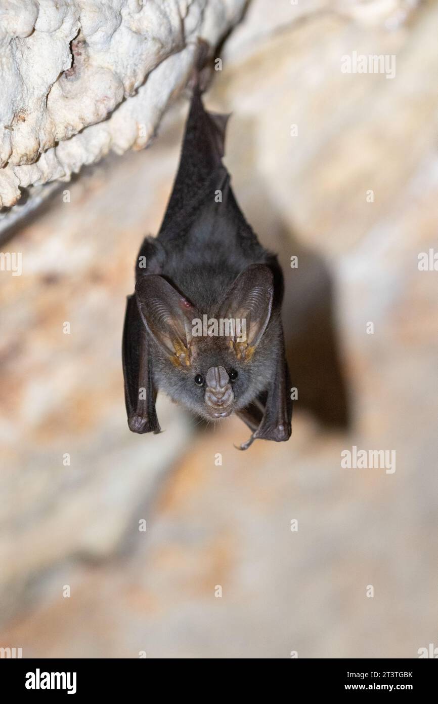 Fledermaus schlafen in der Höhle, die an der Zeltperiode mittags hängt Stockfoto