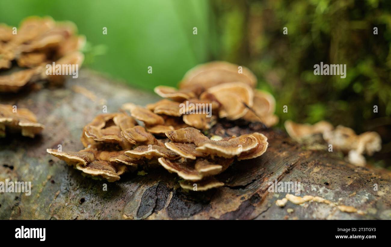 Fungas zersetzen diesen Stamm entlang der Spur. Stockfoto