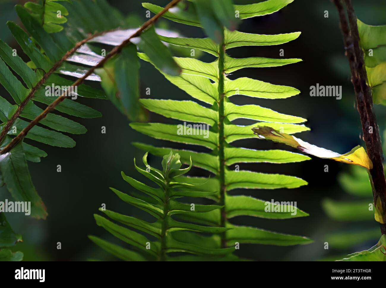 Wunderschöne Natur, herrlicher hellgrüner Farn draußen an einem schönen Frühlingstag. Stockfoto