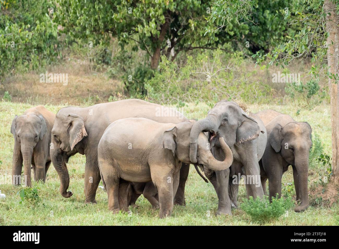 Der asiatische Elefant ist ein großes Säugetier in Thailand. Es ist ein wildes Tier und befindet sich im Tiefland. In der Gruppe haben Erwachsene männlich und weiblich. Stockfoto