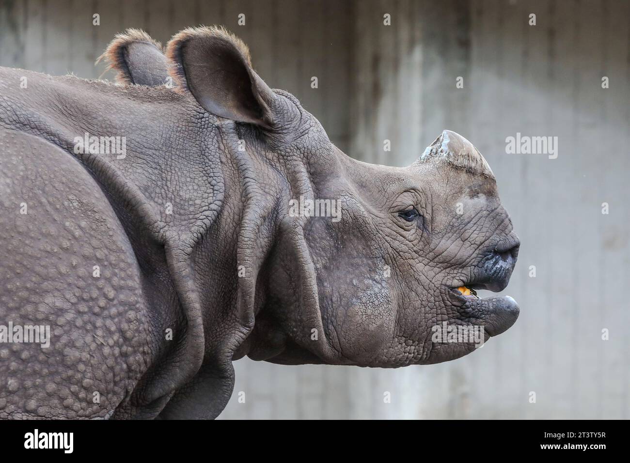 Madrid, Spanien. Oktober 2023. Sanada das indische Nashorn, das während der Halloween-Feier im Zoo von Madrid gesehen wurde. Quelle: SOPA Images Limited/Alamy Live News Stockfoto