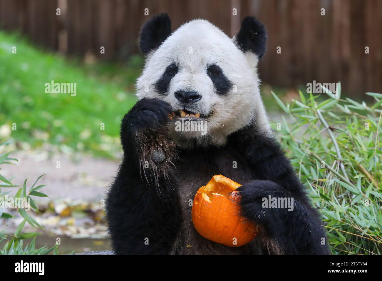 Madrid, Spanien. Oktober 2023. Bing Xing, der Pandabär, isst einen Kürbis mit Honig und Äpfeln, um das nächste Halloween im Zoo von Madrid zu feiern. (Foto: David Canales/SOPA Images/SIPA USA) Credit: SIPA USA/Alamy Live News Stockfoto