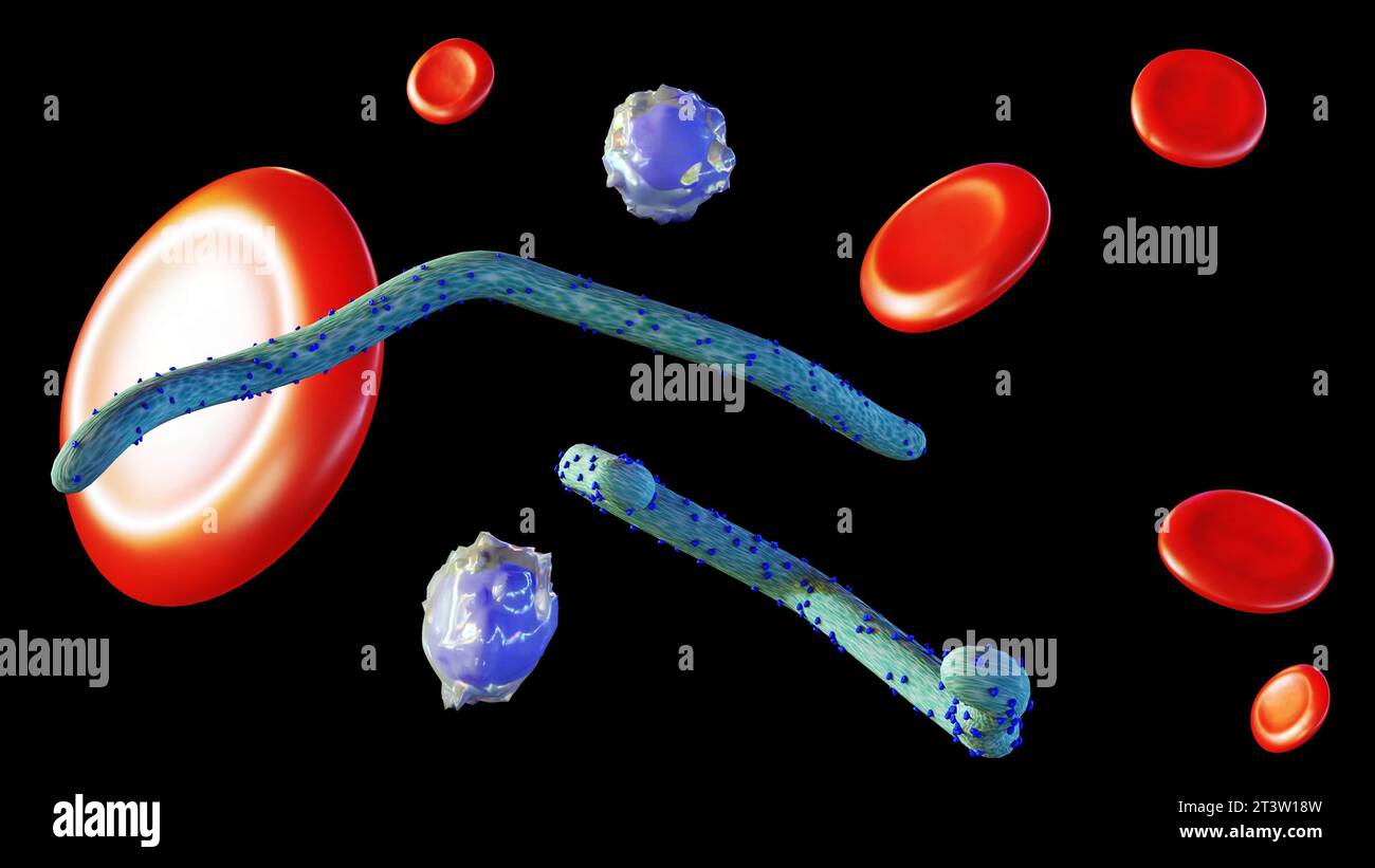 3D-Rendering eines Ebola-Virus im menschlichen Körper mit verstreuten roten und weißen Blutkörperchen Stockfoto