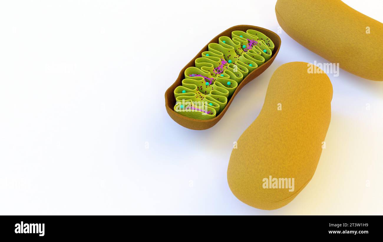 Voll- und halbgeschnittene Mitochondrien im 3D-Rendering mit weißem Hintergrund Stockfoto