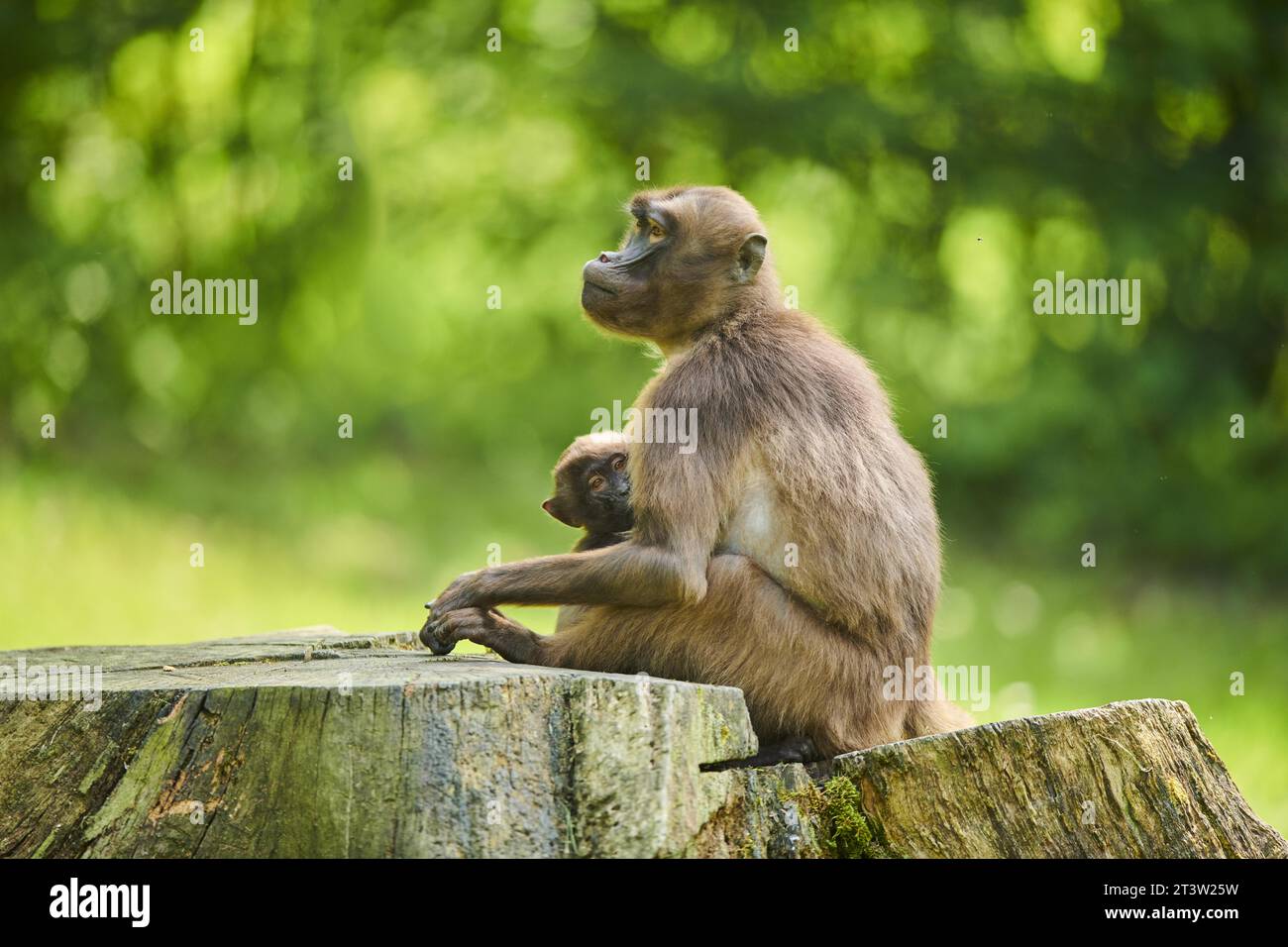 Gelada (Theropithecus gelada) Mutter mit ihrem Jungen sitzt auf einem alten Baumstamm, gefangen, Verteilung afrika Stockfoto