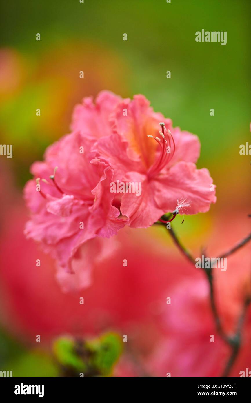 Rhododendron (Azalea) blühen im Frühjahr, Bayern, Deutschland Stockfoto