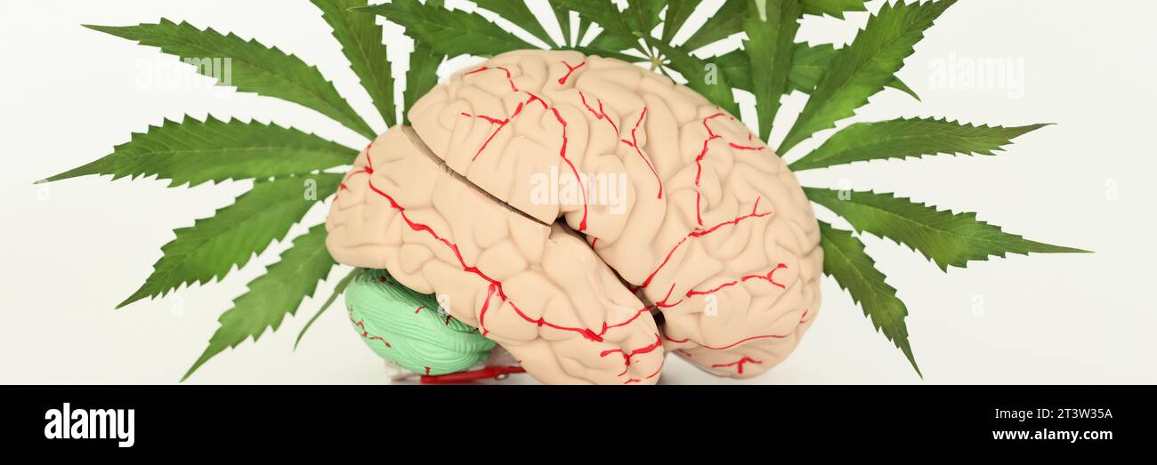 Modell des menschlichen Gehirns, umgeben von grünen Marihunablättern Stockfoto