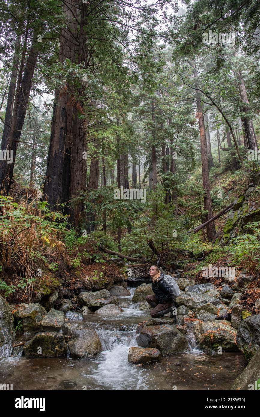 Ein Bach fließt durch die Mammutbäume im Julia Pfeiffer Burns State Park in Big Sur, Monterey County, Kalifornien, wo ein Wanderer einen Blick auf den malerischen Wald werfen kann. Stockfoto