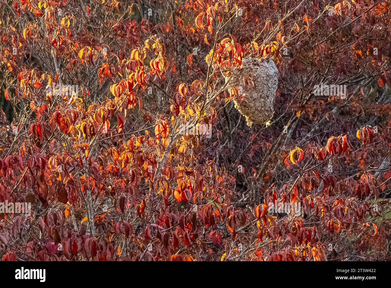Riesenhornisnest zwischen bunten Herbstblättern in Young Harris, Georgia. (USA) Stockfoto
