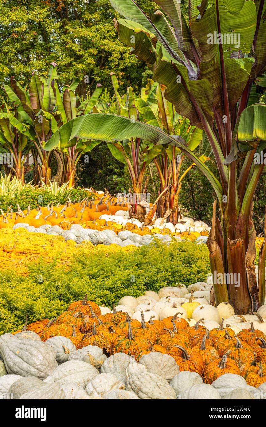 Dekoratives Kürbisstück mit Bananenpflanzen im Atlanta Botanical Garden in Midtown Atlanta, Georgia. (USA) Stockfoto