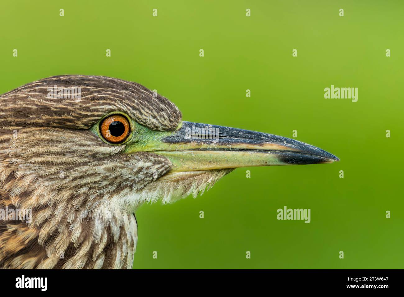 Schwarzgekrönte Nachtreiher-Nahaufnahme Stockfoto