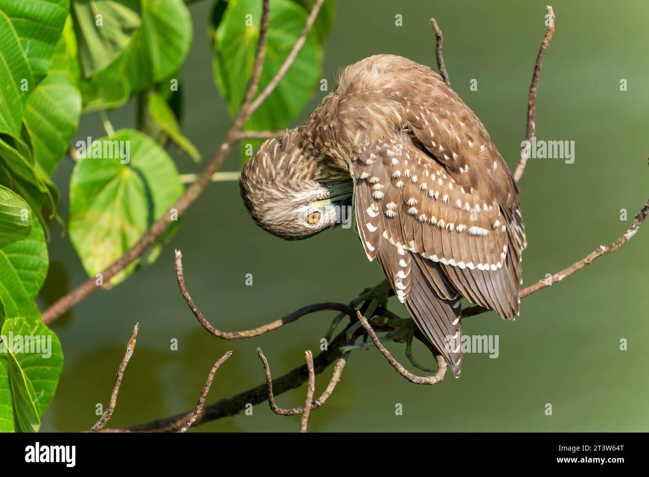 Schwarzgekrönter Nachtreiher hockt Stockfoto