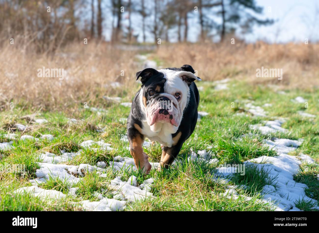 Funny Black Tricolor English Bulldog macht an einem Frühlingstag einen Spaziergang auf dem Schneerasen Stockfoto