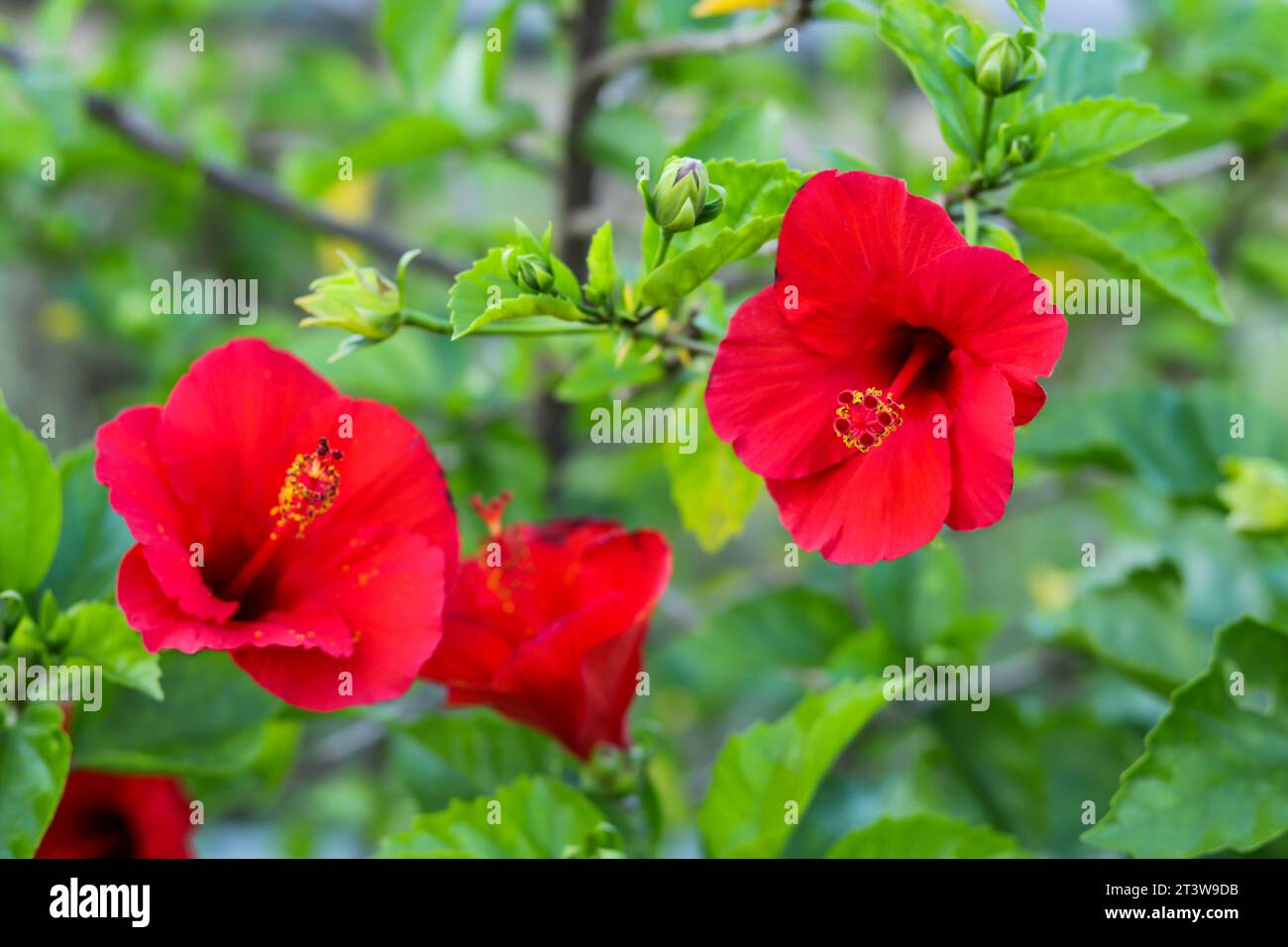 Hibiskus roter chinesischer Hibiskus, Hibiscus rosa-sinensis, auch tropischer Hibiskus, Schuh-schwarze Pflanze oder China Rose genannt, mehrjährige Hibiskusart. Dies ist ein Stockfoto