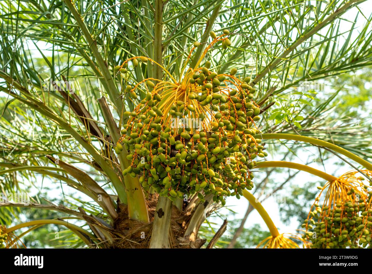 Rohdaten sind unverarbeitete Frischdaten, die eine hohe Menge an Mineralien einschließlich Magnesium und Kalzium enthalten. Frische Termine sind hart, knusprig, ein Hauch von C Stockfoto
