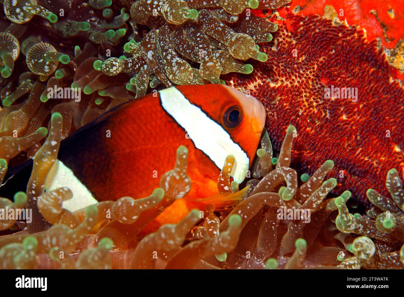 Clarks Anemonefisch, Amphiprion Clarkii. Fische bewachen rote Eier. In Bubble-tip Sea Anemone Entacmaea quadricolor. Tulamben, Bali, Indonesien. Bali-Meer, Stockfoto