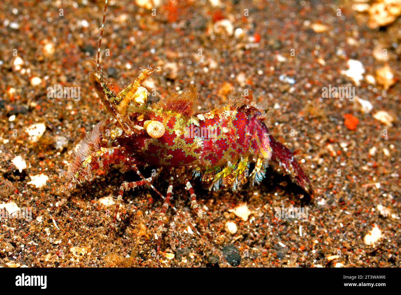 Marmorierte Garnelen oder Saron Garnelen, wahrscheinlich Saron marmoratus. Tulamben, Bali, Indonesien. Bali-Meer, Indischer Ozean Stockfoto