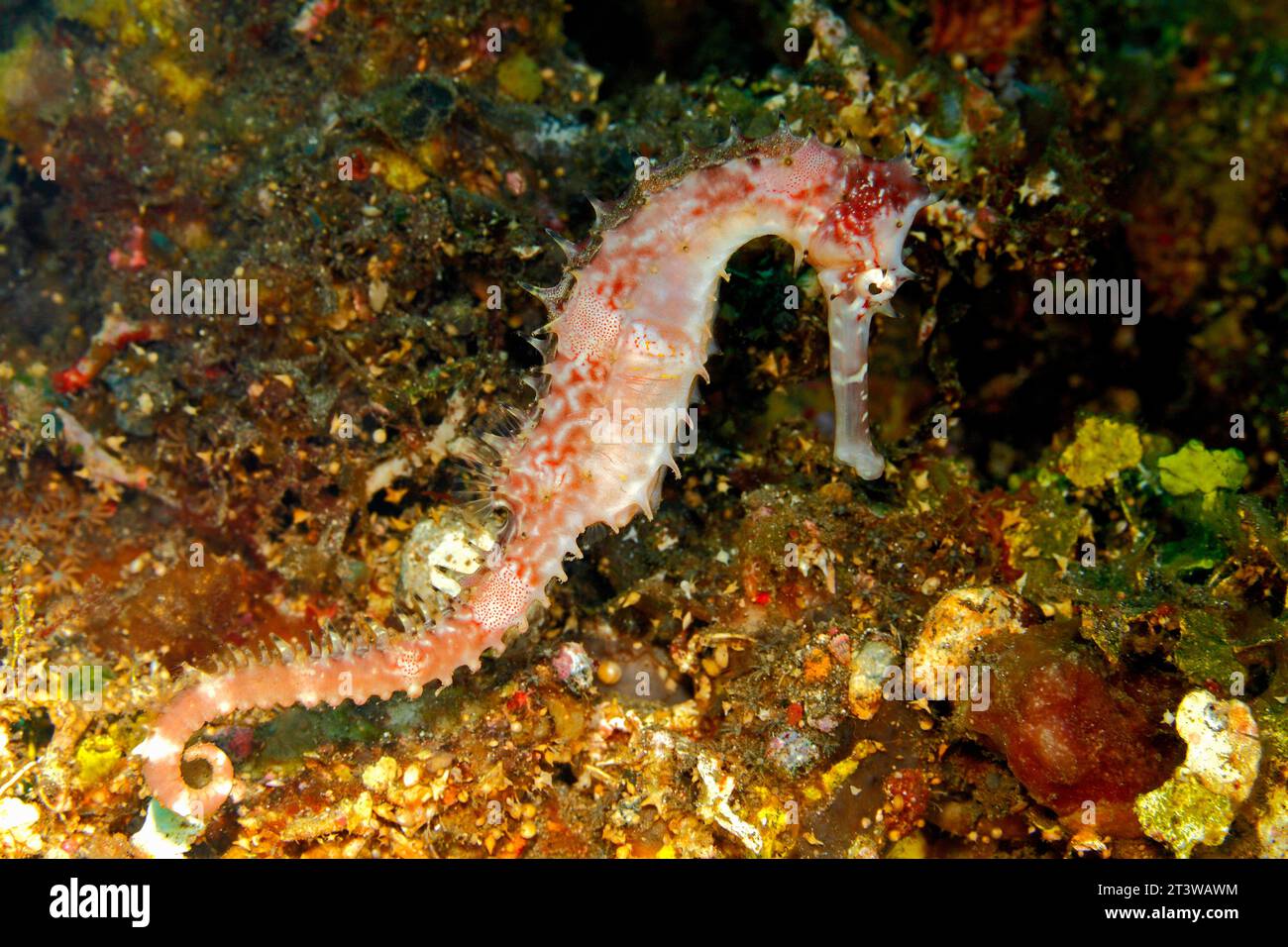 Dorny Seahorse, auch bekannt als Spiny Seahorse, Hippocampus histrix, schwimmt auf dem Riff unter Wasser und sucht nach Nahrung. Tulamben, Bali, Indonesien. Stockfoto