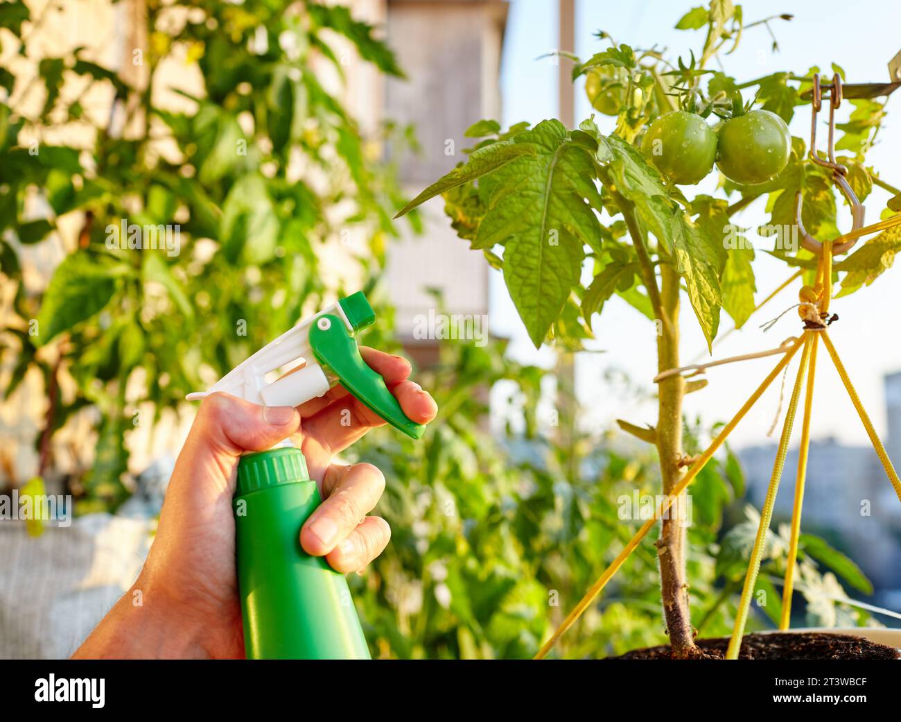 Tomate wächst in einem Gewächshaus. Die Hände der Männer halten die Sprühflasche fest und gießen die Tomatenpflanze Stockfoto