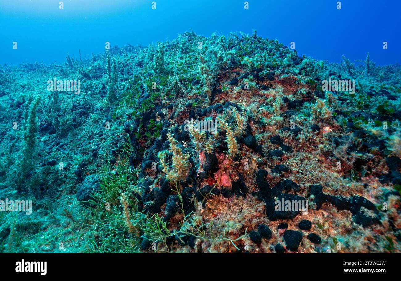 Seetang Sargassum vulgare und Flabellia petiolata in tiefen Gewässern von Fethiye-Gocek MPA Türkei. Stockfoto