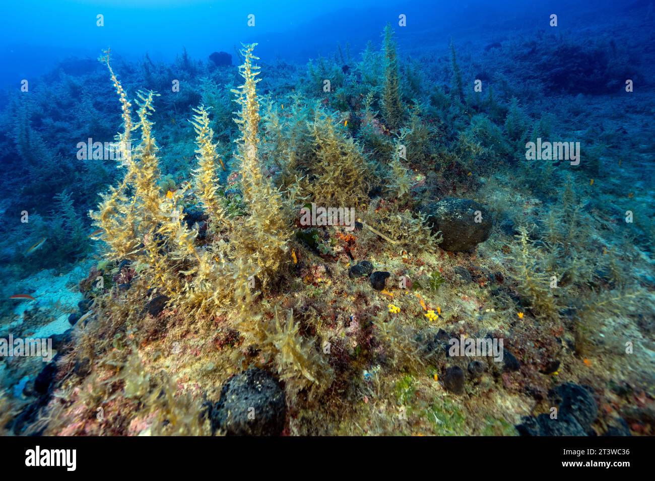 Seetang Sargassum vulgare, in tiefen Gewässern von Fethiye-Gocek MPA Türkei. Stockfoto