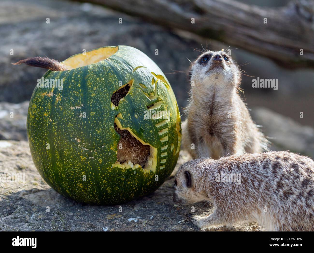 Erdmännchen im Cotswold Wildlife Park, die sich mit ihren Halloween-Leckereien verwöhnen lassen Stockfoto