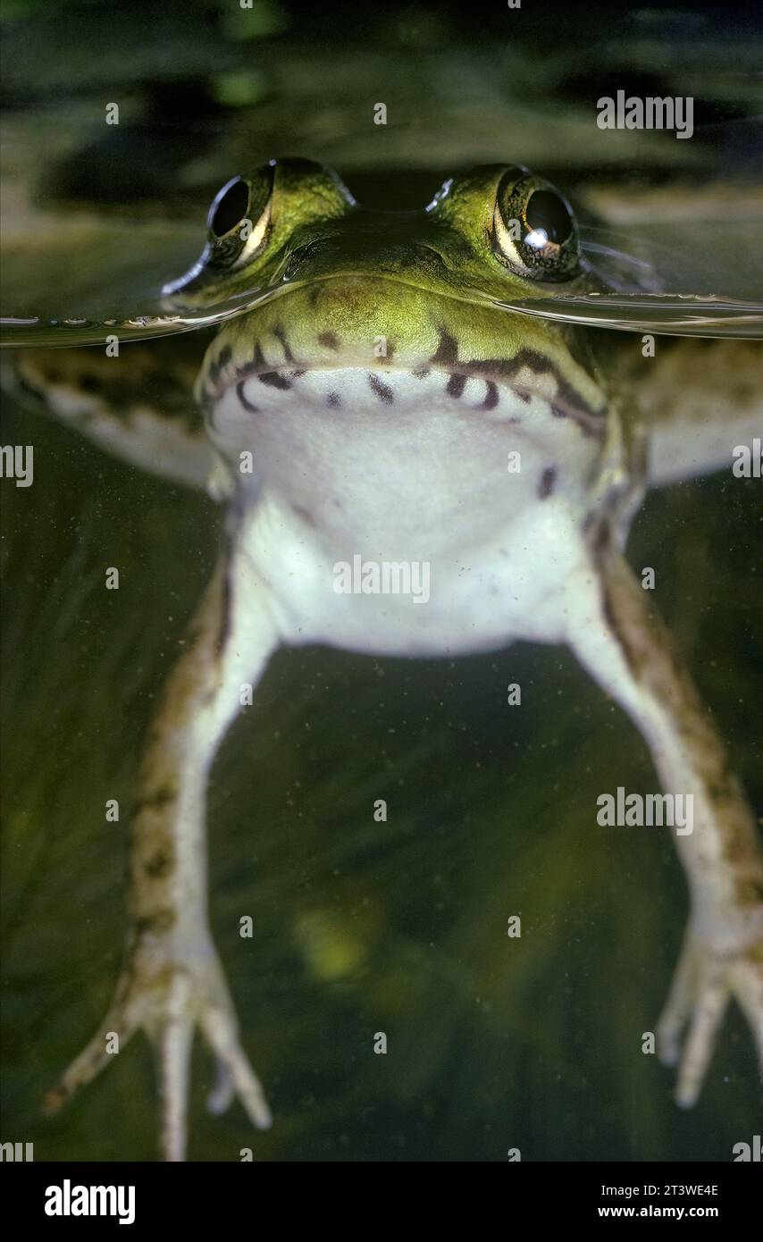 Grüner Frosch (Lithobates clamitans), schwimmend im Wasser, New Jersey, USA Stockfoto