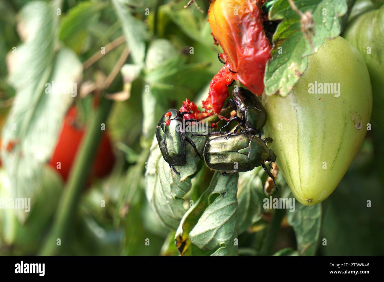 Rosenkäfer essen Tomaten im Gemüsegarten Stockfoto