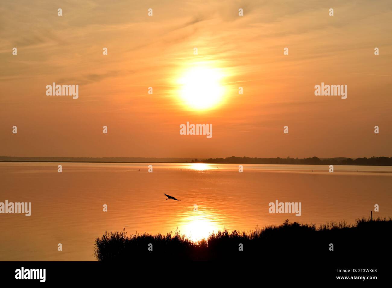 Schwarze Silhouette eines einsamen Krans, der in einen wunderschönen orangen Sonnenuntergang über der ruhigen Ostsee in Deutschland fliegt Stockfoto