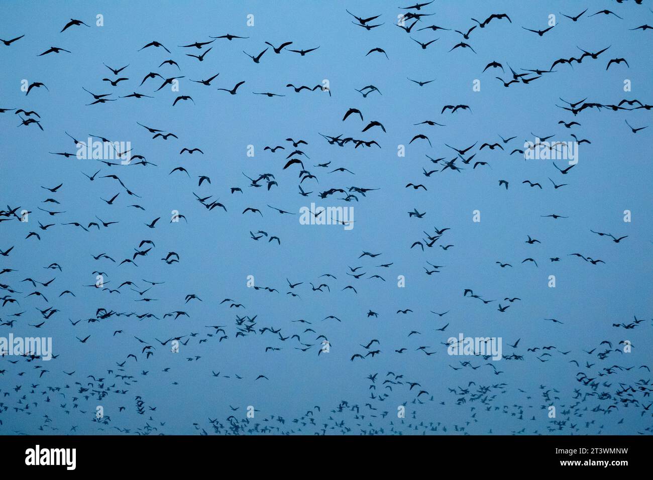 Mannhausen, Deutschland. Oktober 2023. Unzählige Gänse fliegen in den Himmel. Der jährliche Vogelzug hat Sachsen-Anhalt erreicht. Tausende von Tieren sind derzeit in der Flachwasserzone Mannhausen zu beobachten. Früh am Morgen machten sich die Tiere auf den Weg, um zu fressen. Quelle: Klaus-Dietmar Gabbert/dpa/Alamy Live News Stockfoto